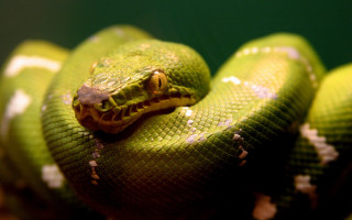 Green snake yellow stripe cobra - a green snake free wallpaper