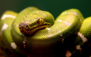 Green snake yellow stripe black 4 - a green snake free wallpaper