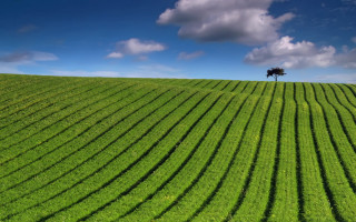 Lone tree green field blue 5 - david begbie free wallpaper