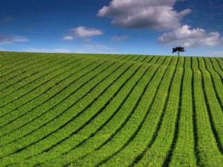 Tree grass field blue sky - david begbie free wallpaper for desktop