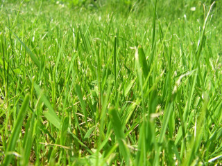 Green grass field blue sky 2 - a green grass field free wallpaper