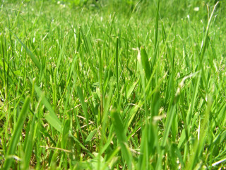 Green grass field blue sky 4 - a green grass field free wallpaper