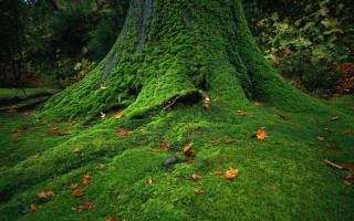 Moss covered tree trunk forest 2 - a moss free wallpaper