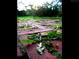 Green plant brick walkway park 2 - a tilt shift photo free wallpaper