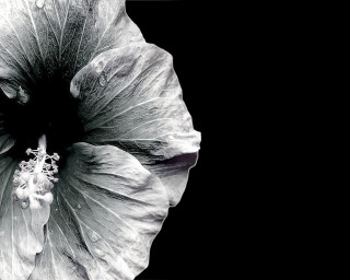 Black white flower black background 5 - a white center free wallpaper
