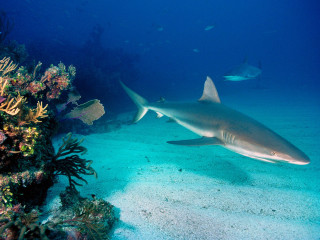 Large gray shark sandy bottom 2 - a blue ocean free wallpaper