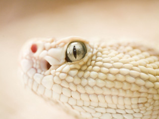 Cobra snake head closeup white - cobra free wallpaper