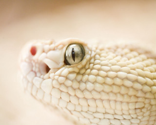 Cobra snake head closeup white 2 - face free wallpaper for desktop