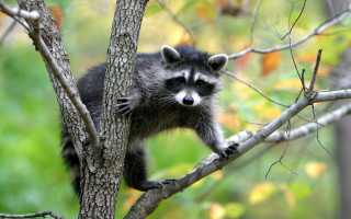 Raccoon climbing tree branch woods - darrell riche free wallpaper
