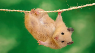 Hamster upside down hanging rope 2 - down free wallpaper
