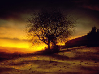 Lone tree snowy field sunset - a lone tree in a snowy field free wallpaper