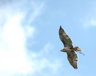 Bird flying blue sky clouds 3 - the background and a bird free wallpaper