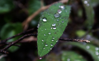 Green leaf water droplets leaves 3 - a few green leaf free wallpaper for desktop