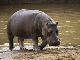Hippo standing water mud dirt - free animals wallpaper