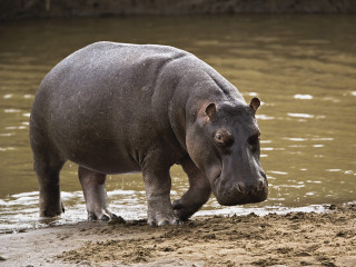 Hippo standing water head sand - free animals wallpaper