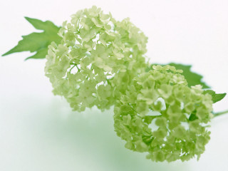 Close up flower white surface - simple form free wallpaper