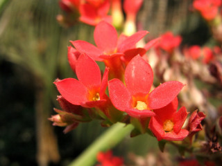 Red flower green stems blurry 4 - a red flower free wallpaper