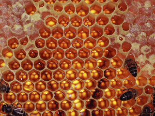 Honeycomb closeup bees inside bee 2 - fructose free wallpaper