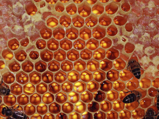 Honeycomb closeup bees inside bee 5 - fructose free wallpaper