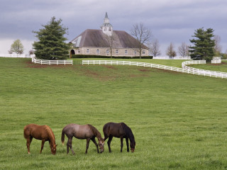 Horses grazing field barn background 2 - american impressionism free wallpaper