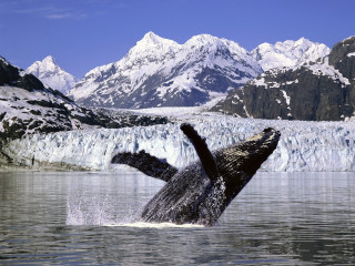 Humpback whale jump diving water - wildlife photography free wallpaper for desktop