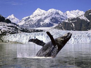 Humpback whale jump diving water 3 - alson s. clark free wallpaper