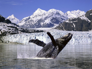 Humpback whale jumping mountains ocean - mountain free wallpaper for desktop
