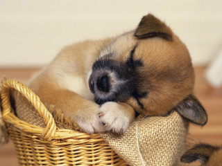 Small dog sleeping basket floor 4 - the floor of a house free wallpaper