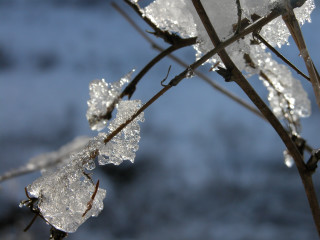 Plant ice leaves blue sky 2 - a close up of a plant free wallpaper