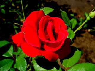 Red rose green leaves sunlight 4 - a red rose free wallpaper