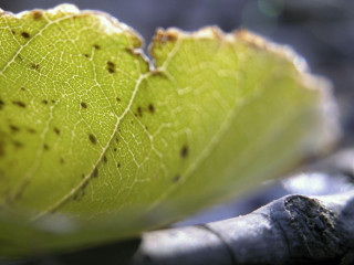 Close up leaf dirt bugs - surface free wallpaper