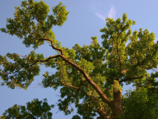 Tree leaves blue sky clouds - free summer wallpaper for desktop