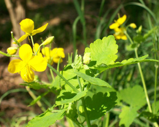 Close up plant yellow flowers - betye saar free wallpaper