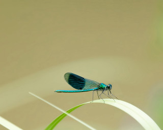 Blue dragonfly green plant macro - brown background free wallpaper