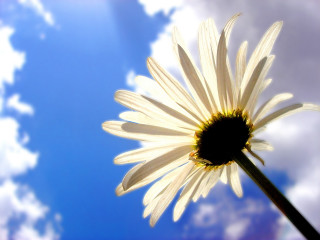 White flower blue sky clouds 2 - the sky behind free wallpaper