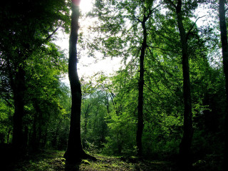 Forest bench sunlight trees nature 2 - coppo di marcovaldo free wallpaper for desktop