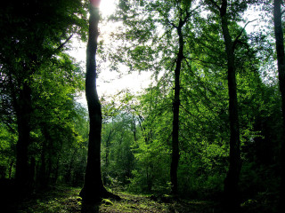 Forest bench sunlight trees nature 3 - alen divi free wallpaper