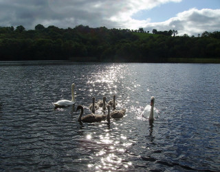Swans swimming lake trees sunlight - the background and sun free wallpaper
