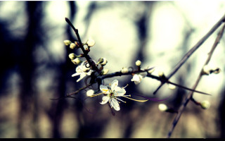 Branch white flowers forest no 4 - white flower free wallpaper