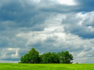 Green field trees clouds blue 5 - white cloud above free wallpaper