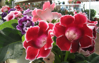 Flowers vase table store green 5 - vivid color free wallpaper