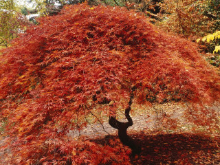 Tree red leaves park bench - a park area free wallpaper