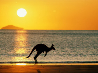 Kangaroo running beach sunset island 2 - a small island in the distance free wallpaper