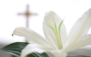 White flower cross blurry background - dionisiu free wallpaper