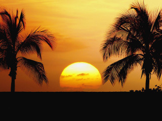 Sunset palm trees surfboard person 5 - a surfboard in the foreground free wallpaper
