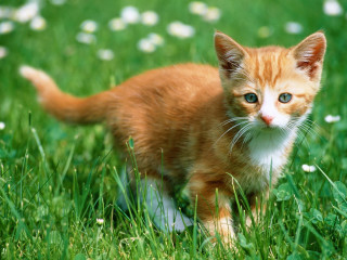 Kitten walking field grass flowers 4 - its head free wallpaper