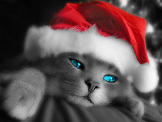 Blue eyes cat santa hat - a santa hat free wallpaper