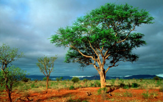 Tree field cloudy sky foreground 4 - a tree in a field free wallpaper