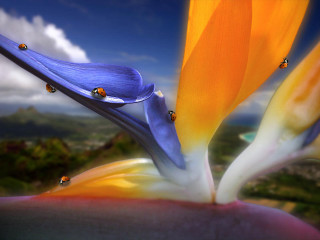 Flower ladybugs petals sky clouds 2 - a close up of a flower free wallpaper