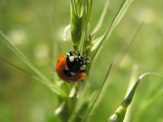 Ladybug green plant field grass - dew free wallpaper